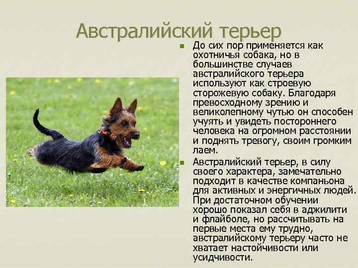 Австралийский терьер n n До сих пор применяется как охотничья собака, но в большинстве