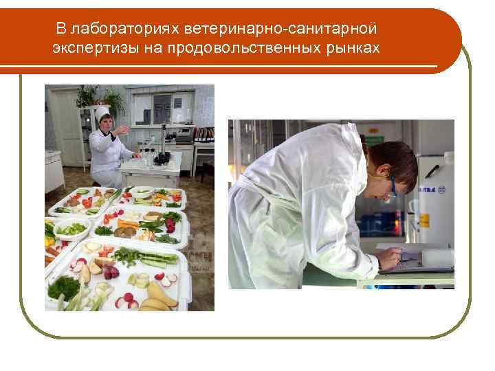 Забор образцов продуктов и сырья животного происхождения для ветеринарно санитарной экспертизы