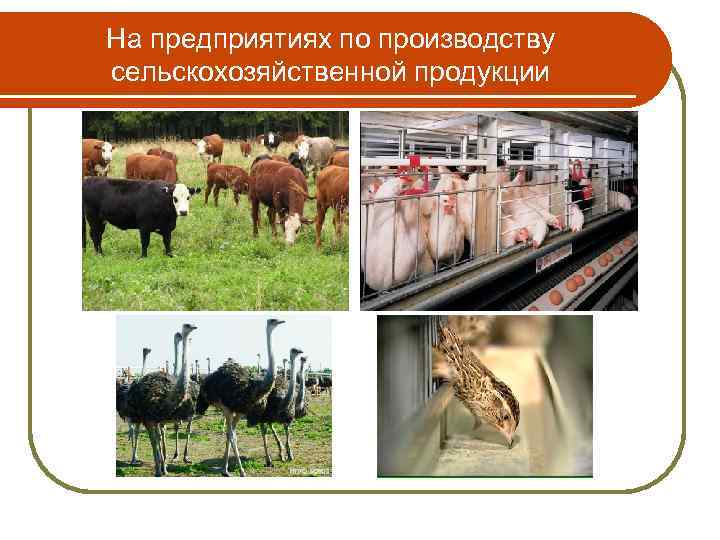 На предприятиях по производству сельскохозяйственной продукции 