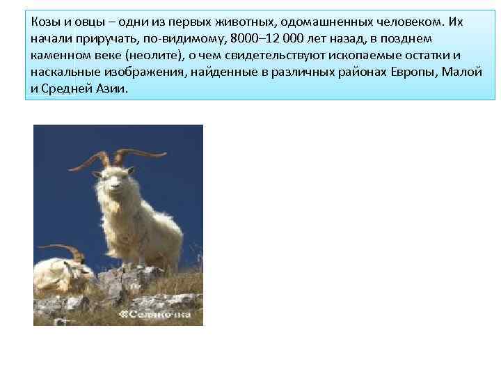Козы и овцы – одни из первых животных, одомашненных человеком. Их начали приручать, по