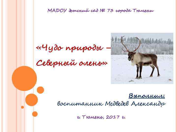 МАДОУ детский сад № 73 города Тюмени «Чудо природы – Северный олень» Выполнил: воспитанник