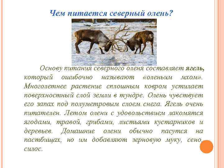Чем питается северный олень? Основу питания северного оленя составляет ягель, который ошибочно называют «оленьим