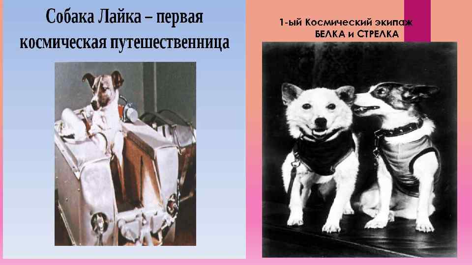 1 -ый Космический экипаж БЕЛКА и СТРЕЛКА 