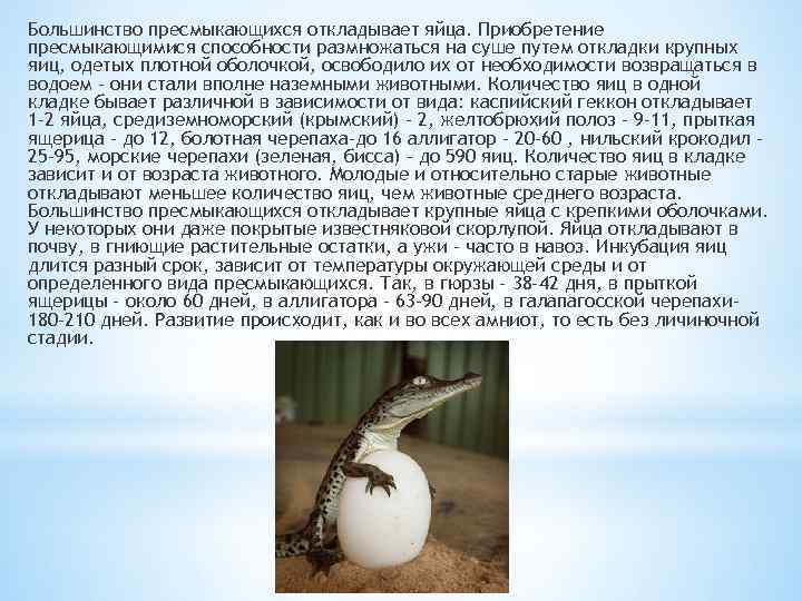 Большинство пресмыкающихся откладывает яйца. Приобретение пресмыкающимися способности размножаться на суше путем откладки крупных яиц,