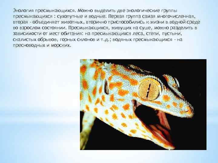 Экология пресмыкающихся. Можно выделить две экологические группы пресмыкающихся : сухопутные и водные. Первая группа