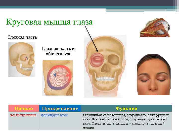 Круговая мышца глаза Слезная часть Глазная часть и области век Начало кости глазницы Прикрепление