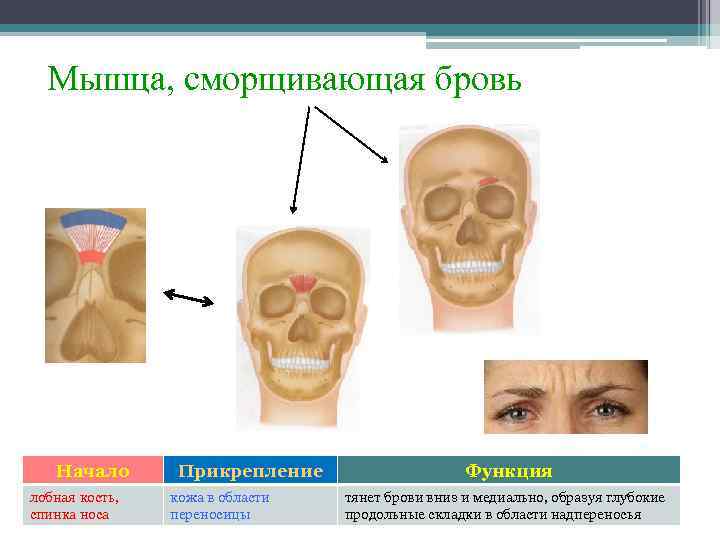 Мышца, сморщивающая бровь Начало лобная кость, спинка носа Прикрепление кожа в области переносицы Функция