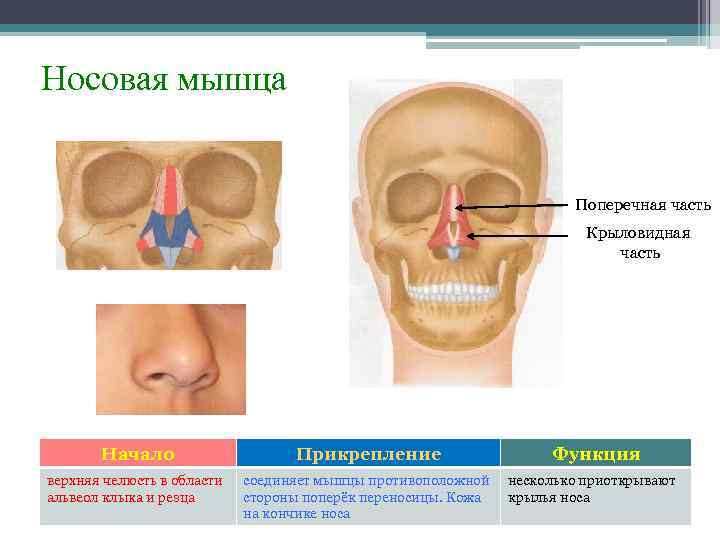 Носовая мышца Поперечная часть Крыловидная часть Начало Прикрепление верхняя челюсть в области альвеол клыка