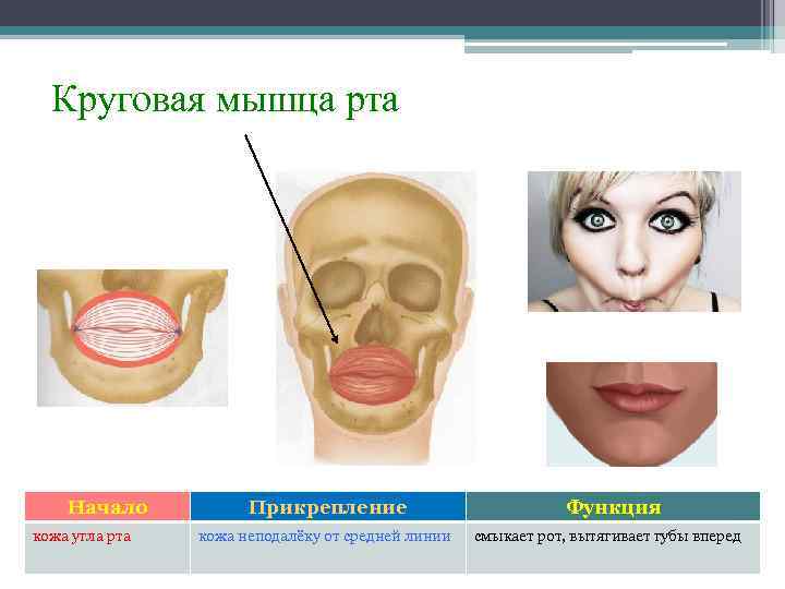 Круговая мышца рта Начало кожа угла рта Прикрепление кожа неподалёку от средней линии Функция