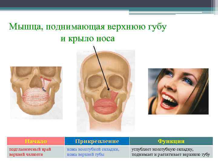 Мышца, поднимающая верхнюю губу и крыло носа Начало подглазничный край верхней челюсти Прикрепление кожа