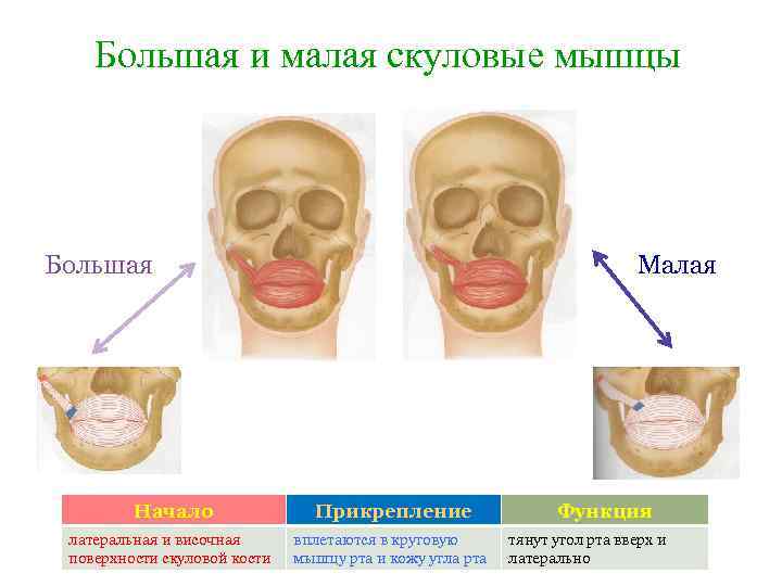 Большая и малая скуловые мышцы Большая Малая Начало Прикрепление латеральная и височная поверхности скуловой