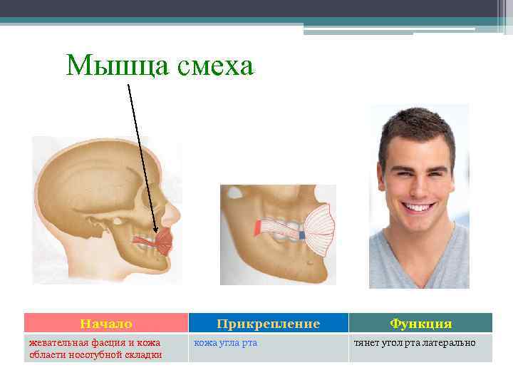 Мышца смеха Начало жевательная фасция и кожа области носогубной складки Прикрепление кожа угла рта