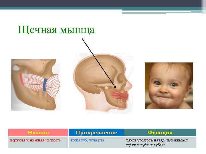 Щечная мышца Начало верхняя и нижняя челюсть Прикрепление кожа губ, угла рта Функция тянет