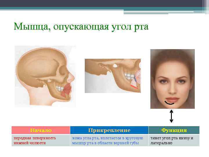 Мышца, опускающая угол рта Начало передняя поверхность нижней челюсти Прикрепление кожа угла рта, вплетается