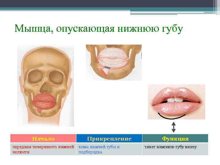 Мышца, опускающая нижнюю губу Начало передняя поверхность нижней челюсти Прикрепление кожа нижней губы и