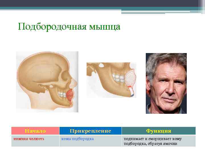 Подбородочная мышца Начало нижняя челюсть Прикрепление кожа подбородка Функция поднимает и сморщивает кожу подбородка,