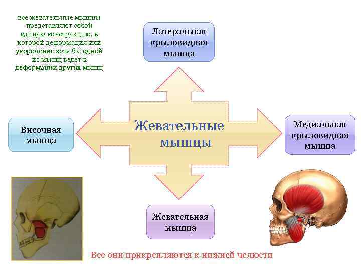 все жевательные мышцы представляют собой единую конструкцию, в которой деформация или укорочение хотя бы