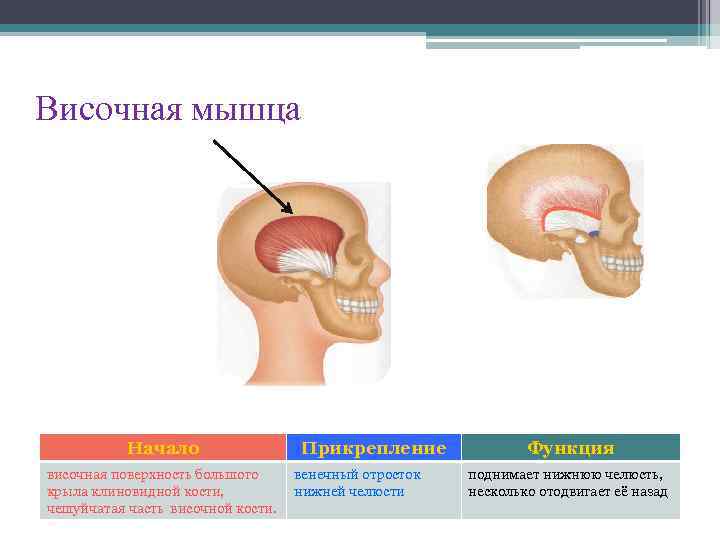 Височная мышца Начало височная поверхность большого крыла клиновидной кости, чешуйчатая часть височной кости. Прикрепление