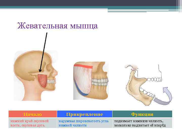 Жевательная мышца Начало нижний край скуловой кости, скуловая дуга. Прикрепление наружная шероховатость угла нижней