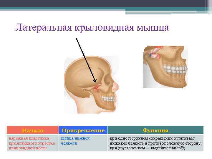 Крыловидная мышца челюсти фото