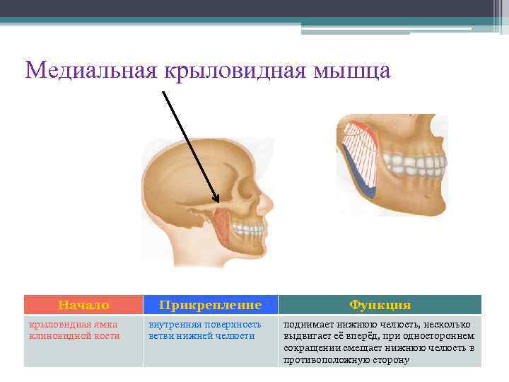 Медиальная крыловидная мышца Начало крыловидная ямка клиновидной кости Прикрепление внутренняя поверхность ветви нижней челюсти