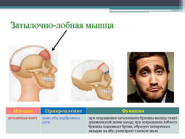 Затылочно-лобная мышца Начало затылочная кость Прикрепление кожа лба, надбровные дуги Функция при сокращении затылочного