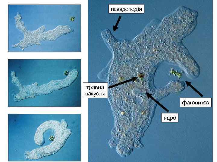 псевдоподія травна вакуоля фагоцитоз ядро 