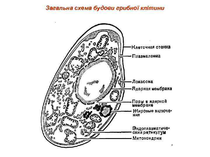 Загальна схема будови грибної клітини 