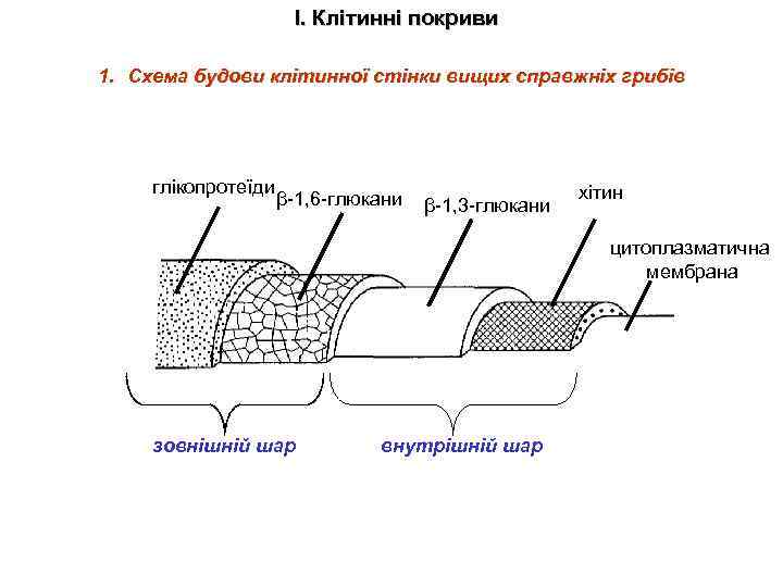 І. Клітинні покриви 1. Схема будови клітинної стінки вищих справжніх грибів глікопротеїди β-1, 6