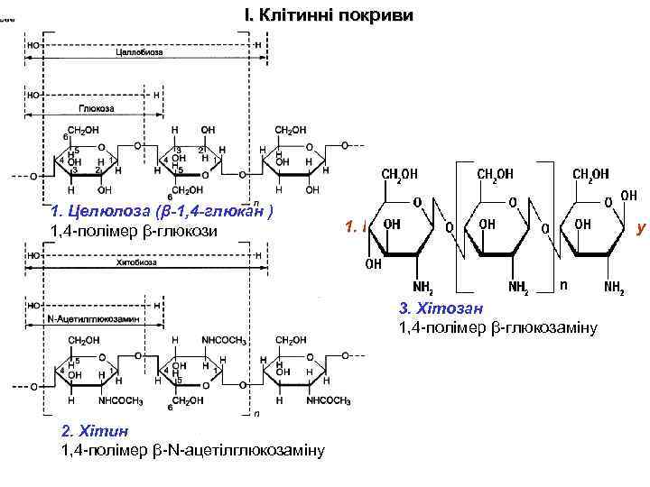 І. Клітинні покриви 1. Целюлоза (β-1, 4 -глюкан ) 1, 4 -полімер β-глюкози 1.