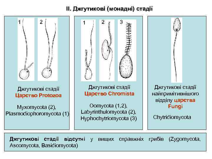 ІІ. Джгутикові (монадні) стадії 1 2 3 Джгутикові стадії Царство Protozoa Джгутикові стадії Царство