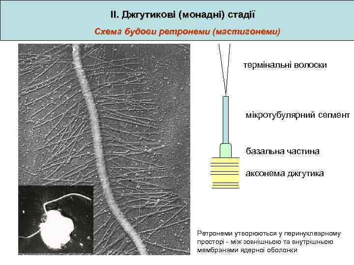 ІІ. Джгутикові (монадні) стадії Схема будови ретронеми (мастигонеми) термінальні волоски мікротубулярний сегмент базальна частина
