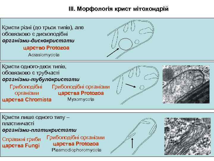 ІІІ. Морфологія крист мітохондрій Кристи різні (до трьох типів), але обовязково є дископодібні організми-дискокристати