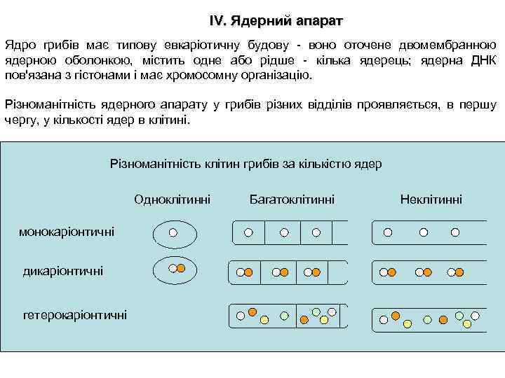 IV. Ядерний апарат Ядро грибів має типову евкаріотичну будову - воно оточене двомембранною ядерною