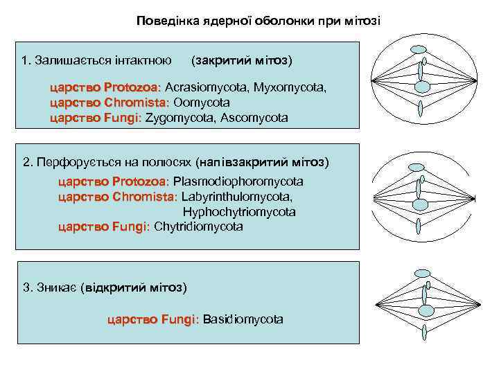 Поведінка ядерної оболонки при мітозі 1. Залишається інтактною (закритий мітоз) царство Protozoa: Acrasiomycota, Myxomycota,