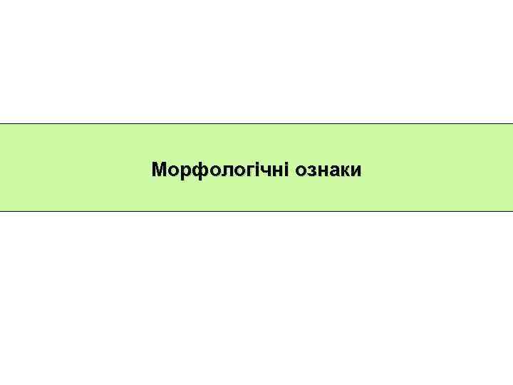Морфологічні ознаки 