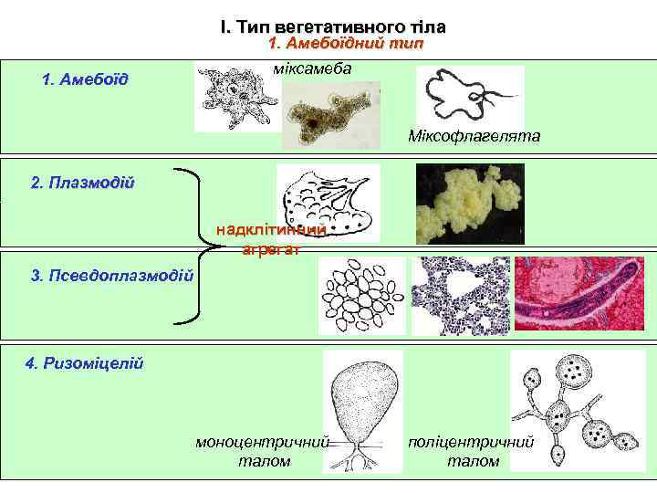 І. Тип вегетативного тіла 1. Амебоїдний тип 1. Амебоїд міксамеба Міксофлагелята 2. Плазмодій надклітинний