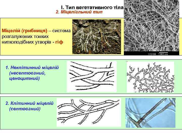 І. Тип вегетативного тіла 2. Міцеліальний тип Міцелій (грибниця) – система розгалужених тонких ниткоподібних