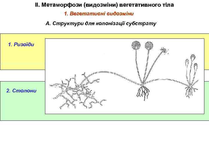 ІІ. Метаморфози (видозміни) вегетативного тіла 1. Вегетативні видозміни А. Структури для колонізації субстрату 1.