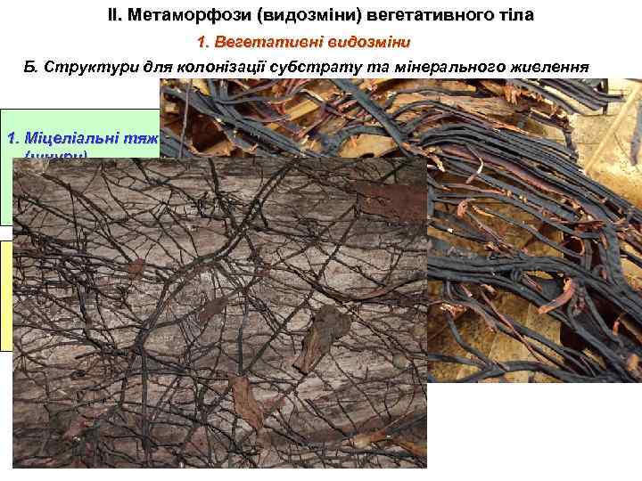 ІІ. Метаморфози (видозміни) вегетативного тіла 1. Вегетативні видозміни Б. Структури для колонізації субстрату та