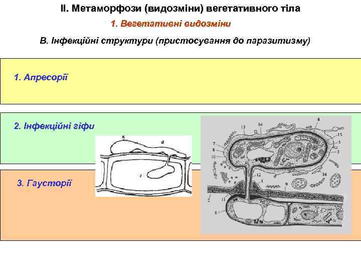 ІІ. Метаморфози (видозміни) вегетативного тіла 1. Вегетативні видозміни В. Інфекційні структури (пристосування до паразитизму)