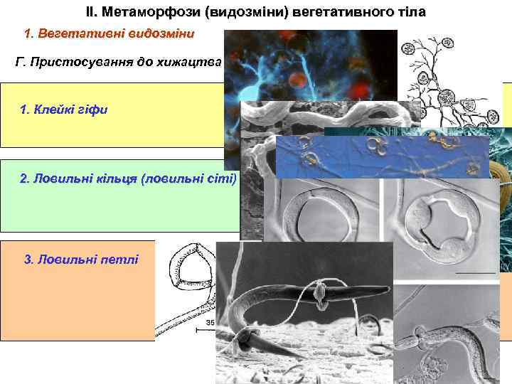 ІІ. Метаморфози (видозміни) вегетативного тіла 1. Вегетативні видозміни Г. Пристосування до хижацтва 1. Клейкі