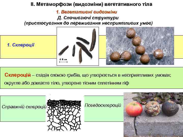 ІІ. Метаморфози (видозміни) вегетативного тіла 1. Вегетативні видозміни Д. Спочиваючі структури (пристосування до переживання