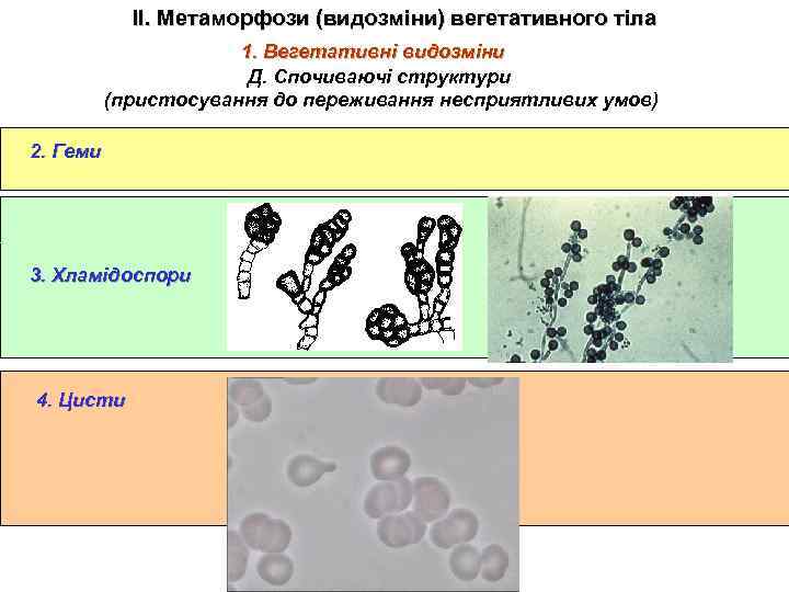 ІІ. Метаморфози (видозміни) вегетативного тіла 1. Вегетативні видозміни Д. Спочиваючі структури (пристосування до переживання