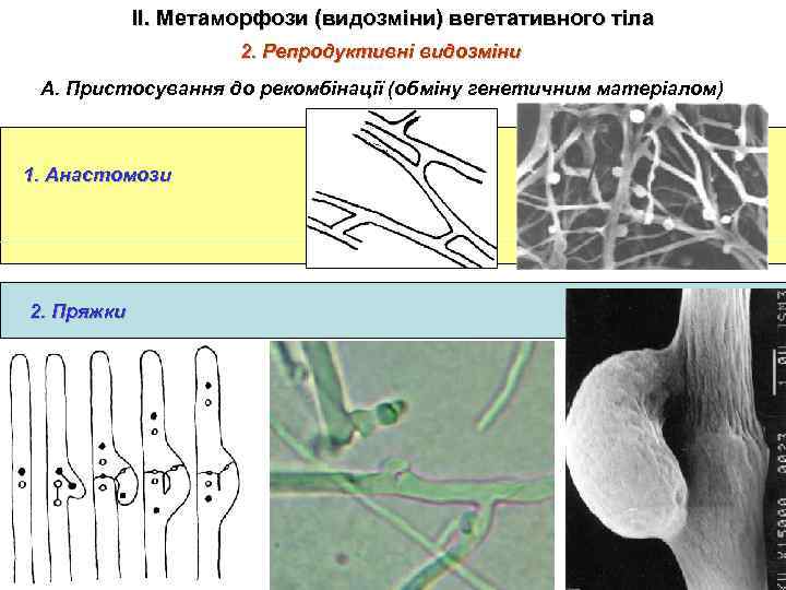 ІІ. Метаморфози (видозміни) вегетативного тіла 2. Репродуктивні видозміни А. Пристосування до рекомбінації (обміну генетичним