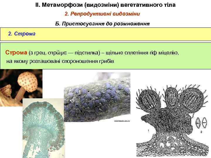 ІІ. Метаморфози (видозміни) вегетативного тіла 2. Репродуктивні видозміни Б. Пристосування до розмноження 2. Строма