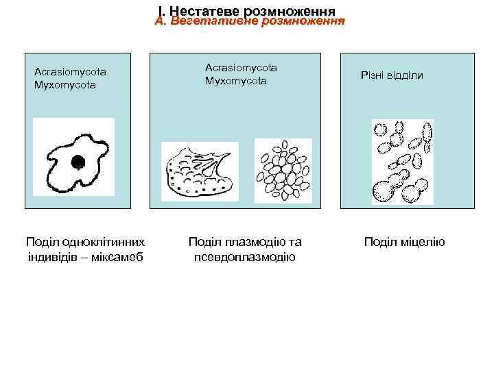 І. Нестатеве розмноження А. Вегетативне розмноження Acrasiomycota Myxomycota Поділ одноклітинних індивідів – міксамеб Acrasiomycota