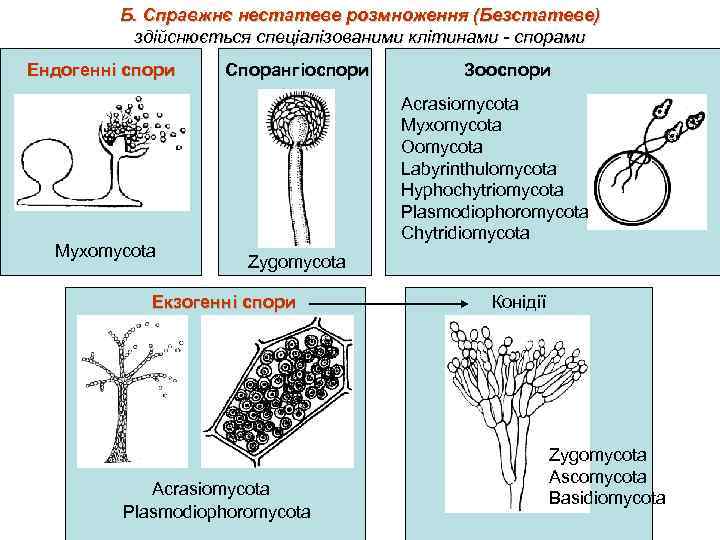 Б. Справжнє нестатеве розмноження (Безстатеве) здійснюється спеціалізованими клітинами - спорами Ендогенні спори Myxomycota Спорангіоспори