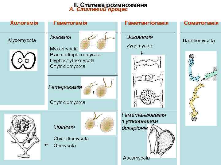 ІІ. Статеве розмноження А. Статевий процес Хологамія Myxomycota Гаметогамія Ізогамія Гаметангіогамія Зигогамія + Myxomycota