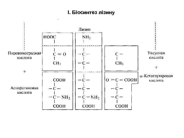 І. Біосинтез лізину 